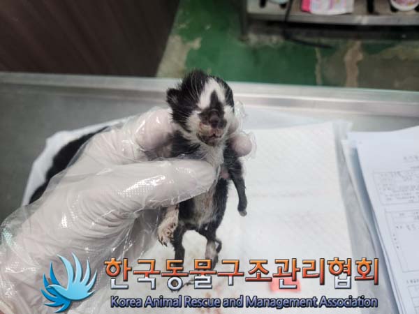 한국동물구조관리협회_411304202400545